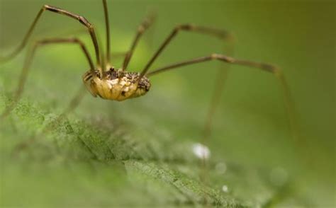 schneiderspinne|Steckbrief: Weberknecht